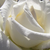 Vörös - Angol rózsa - Benjamin Britten